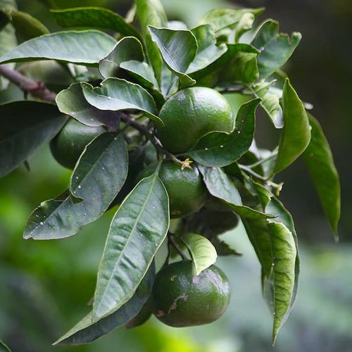 Mandarin