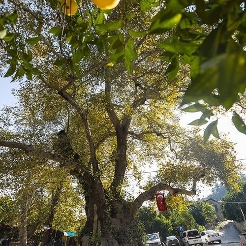 Samandağ Musa Tree
