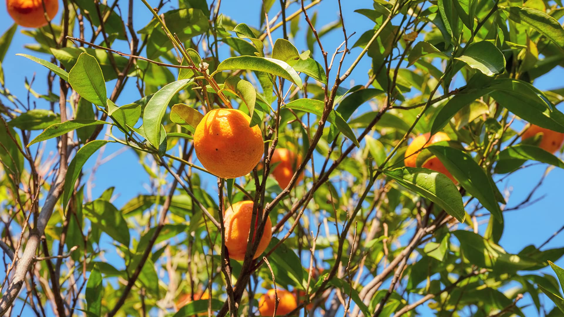 Bodrum’s Mandarin Hero