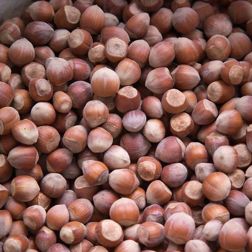Hizan Hazelnut