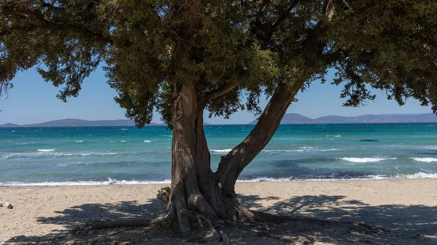 İzmir