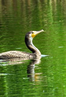 Aras Vogelparadies