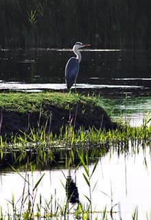 Aras Vogelparadies