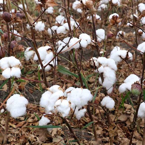 Cotton Fields