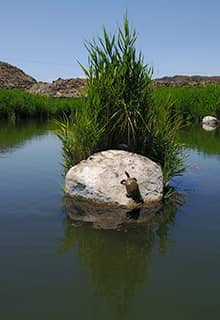 Karasu