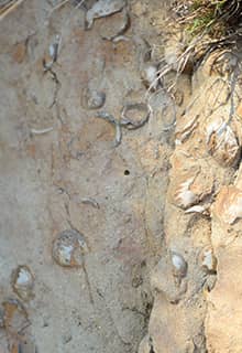 Midye Fosilleri