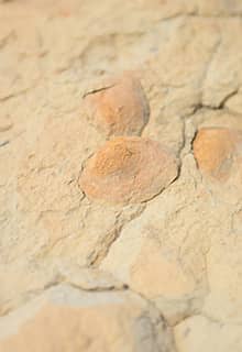 Midye Fosilleri