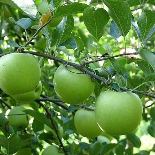 İhsaniye Apple
