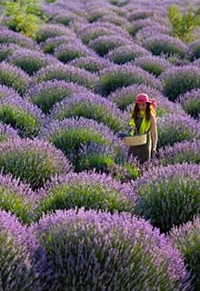 Kuyucak Village Lavender Gardens