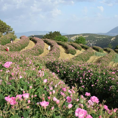 حدائق الزهور