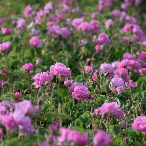 Die Rose von Isparta