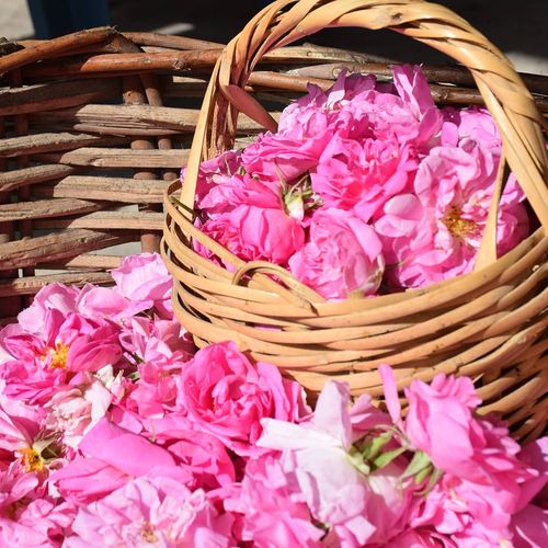 Die Rose von Isparta