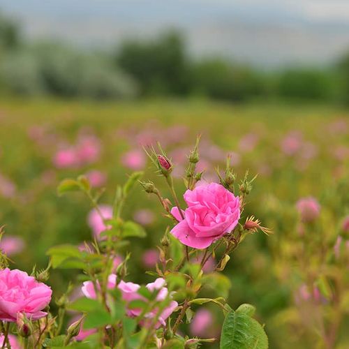 Die Rose von Isparta