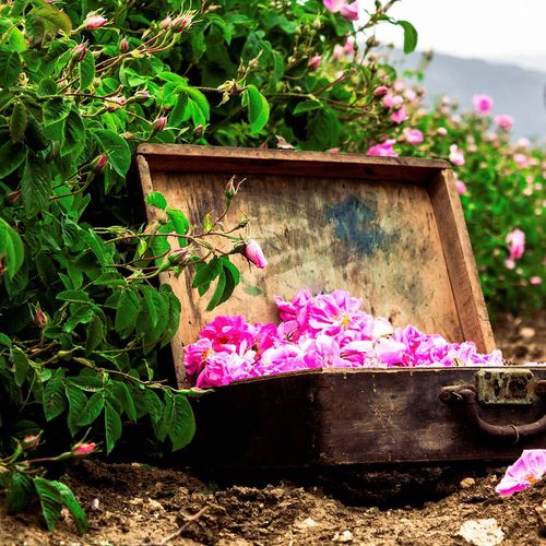 The Rose of Isparta