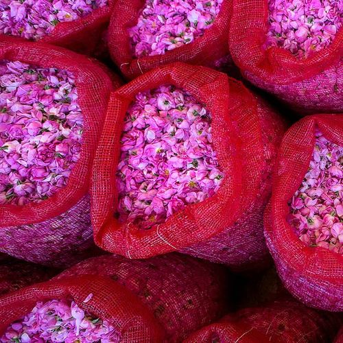 The Rose of Isparta