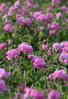 The Rose of Isparta