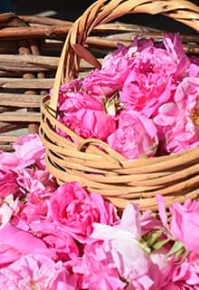 The Rose of Isparta