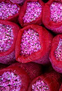 The Rose of Isparta