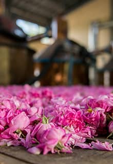The Rose of Isparta