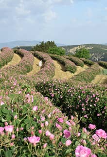 The Rose of Isparta