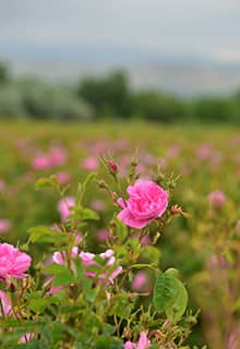 The Rose of Isparta