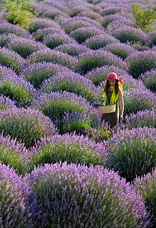 Lavender Gardens