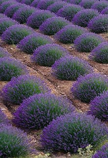 Lavender Gardens