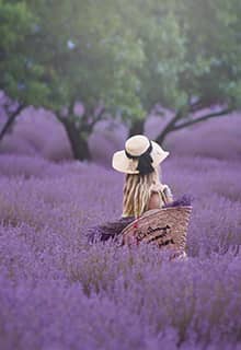 Lavender Gardens