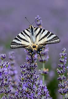 Lavender Gardens