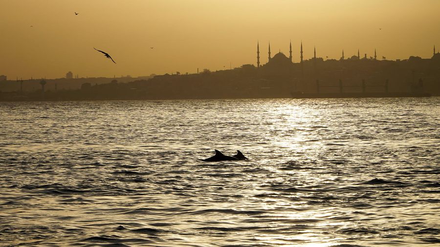 Dolphins in the Bosphorus