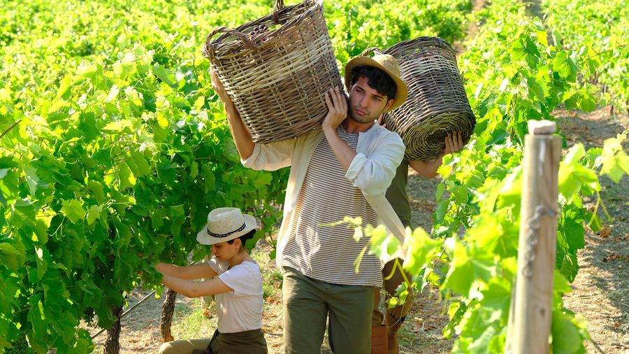 Wine & Vine-harvesting