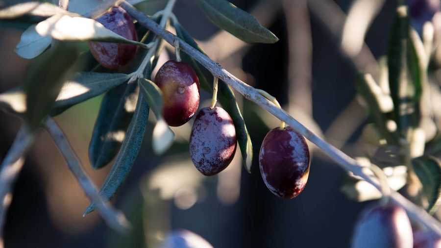 Olive Fest