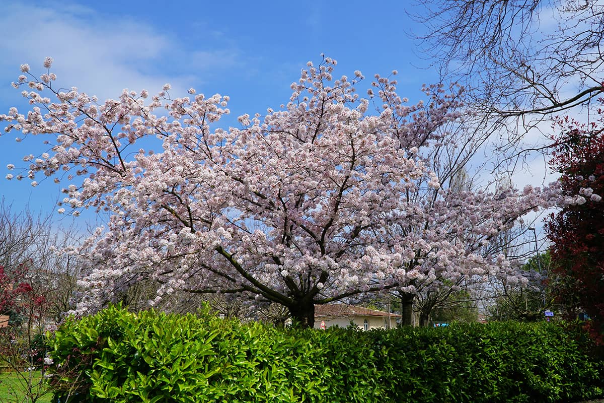 Blog Image - The Most Beautiful Parks & Gardens in İstanbul