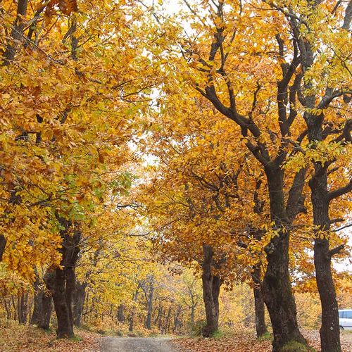 Istranca Forest