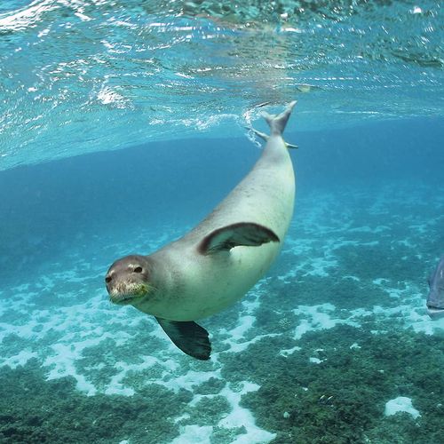 Seal