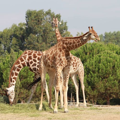 The Natural Life Park