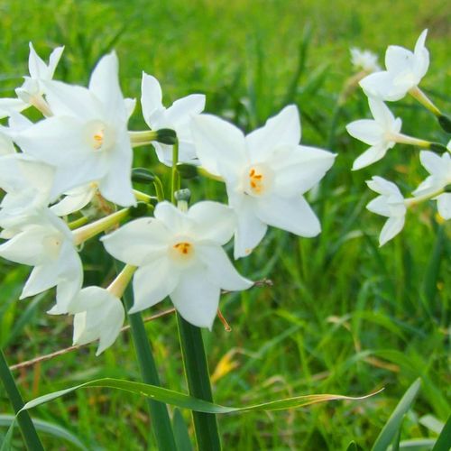 Daffodils