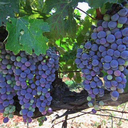 Urla Grapes