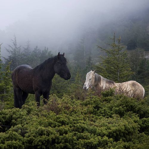 Jade Horses