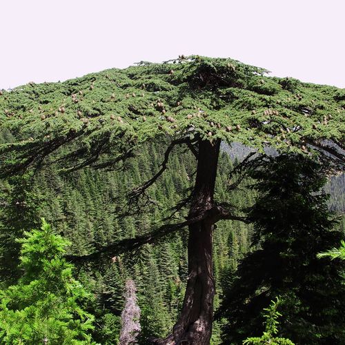 Yavşan Plateau