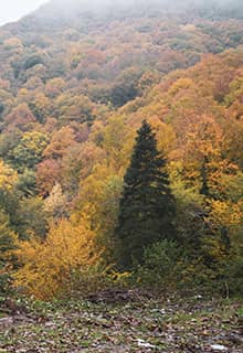 Ліс Енідже