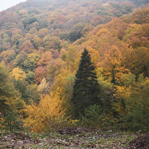 Yenice Ormanları