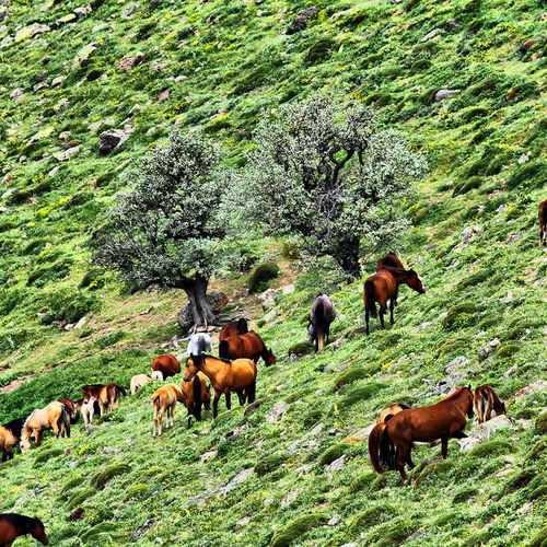 Karadağ