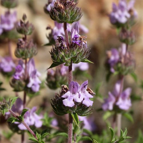 Bucakkışla Thyme