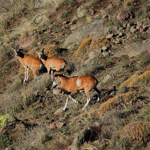 Fauna silvestre