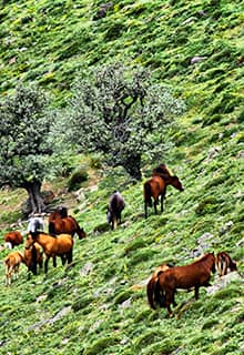 Karadağ