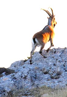 Wildlife