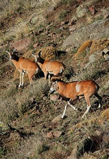 Wildlife