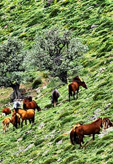 Wildlife