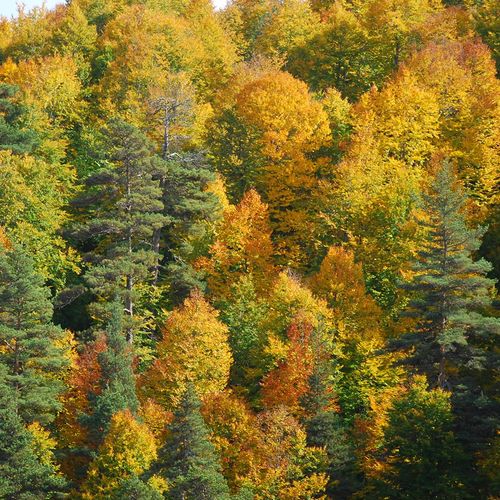 Kargı Plateau